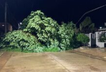La tormenta en Tartagal provoco caída de postes, árboles y anegamientos en calles y viviendas