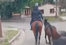 Incautaron dos vacas y cinco caballos en la ruta 9 en Vaqueros y La Caldera