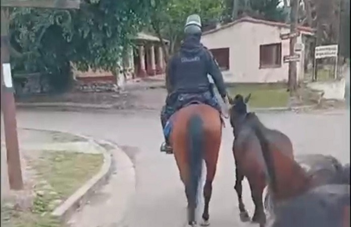 caballos secuestrados