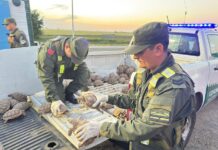 Ocultaron en un camión con cebollas 166 tortugas en bolsas de arpillera
