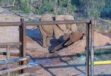 “Durmieron abrazadas hasta el final”: la increíble historia de amistad entre las elefantas Pupy y Kenya