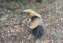 Apareció un oso melero en una vivienda en Rosario de la Frontera