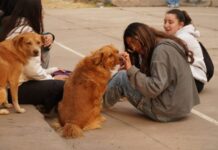 Empleados de la UNSa denunciaron que recibieron la orden de hacer “desaparecer” a los perros del predio