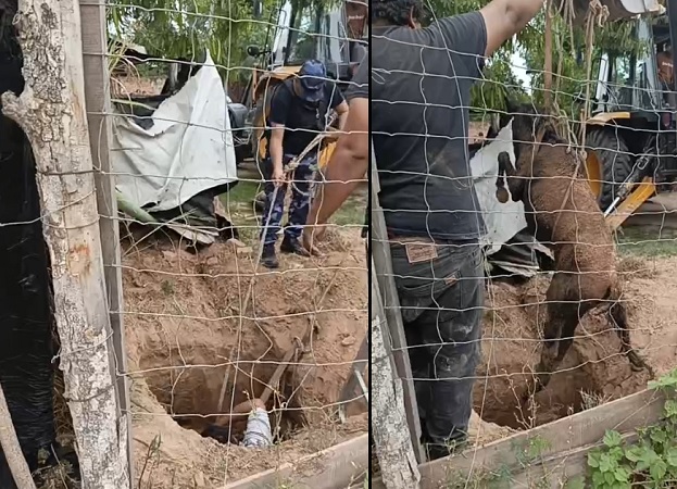 rescatan una potranca de un pozo ciego