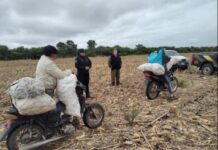 La Policía sorprendió a 3 hombres en motocicletas robando bolsas de choclos en Las Lajitas