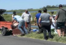 Volcó un camión jaula con cerdos y una multitud se llevó los animales vivos o muertos hasta en bicicletas