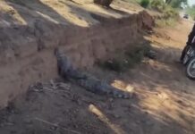 Apareció un yacaré en barrio Bicentenario de Embarcación