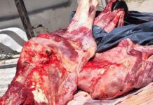 En Rosario de Lerma decomisan 150 kilos de carne del baúl de un auto
