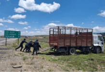 Siguen los caballos y vacas en las rutas