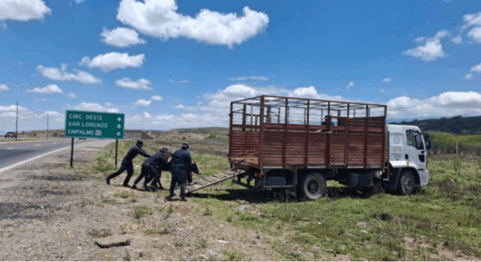 VACAS SUBIENDO AL CAMION