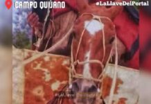 No le dejaron ni las espuelas: le robaron todo a un abuelo gaucho de Campo Quijano