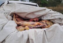 En un camino rural de Mosconi secuestran 600 kilos de carne de la caja de una camioneta