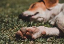 Un hombre cumplirá un año de prisión efectiva por apuñalar a un perro y amenazar a su dueña