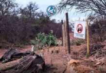 350 animales muertos, familias evacuadas y gases tóxicos: el desastre del pozo de Lomas de Olmedo en Salta