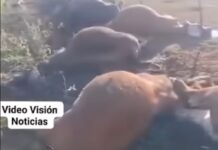 Un rayo cayó en un campo de Charatas en Chaco y mato a 29 vacas