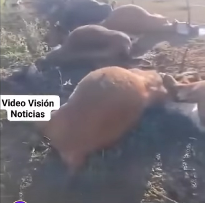 vacas muertas por un rayo