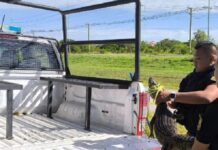 Encontraron un yacaré en una playa de estacionamiento en la ruta 5