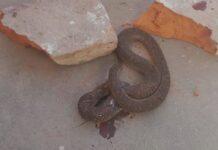 Apareció una Yarará en una escuela de Embarcación y suspendieron las clases