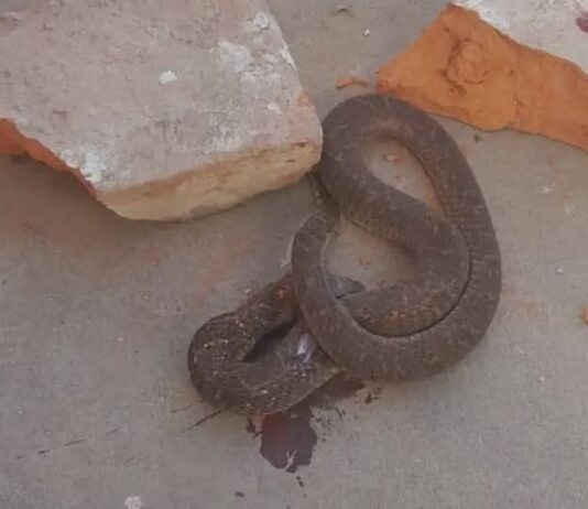 Apareció una Yarará en una escuela de Embarcación y suspendieron las clases