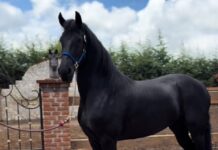 Por robar una yegua lo mandaron 16 meses a la cárcel