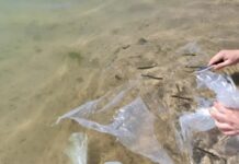 Liberaron 18 mil alevinos de Pejerrey en el Cabra Corral