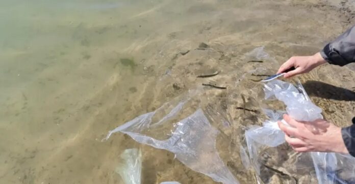 alevinos de pejerrey