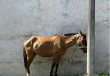 Murió un caballo por presunto maltrato animal en Chicoana: estaba atado a un paredón