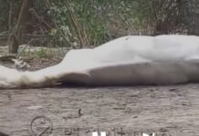 Horror en Campo Santo: mataron a balazos a cinco caballos y crece la indignación en el pueblo