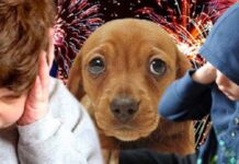 Pirotecnia en Salta: advierten por el daño que no muestran las estadísticas