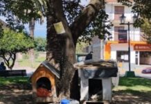 Se robaron las casitas de los perros de la plaza en Rosario de Lerma