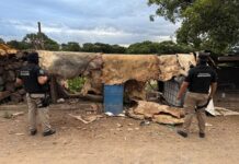 16 allanamientos y 12 detenidos en Rosario de Lerma por robo de ganado