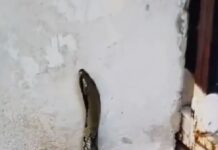 Apareció una lampalagua de 2,37 metros en un domicilio en Orán