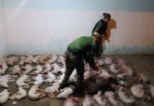 Secuestran en Las Lajitas 33 lechones y 21 cabritos faenados y transportados en conservadoras en un colectivo