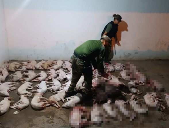 lechones y cabritos faenados