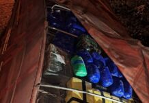 Secuestran en Paraguay 70 toneladas de marihuana que estaban por ingresar a la Argentina