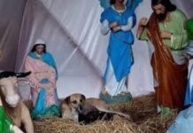 Perra callejera conmueve al parir dentro de un pesebre y ser rescatada con sus cachorros