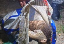 Mataron un Suri y fueron sorprendidos por la Policía