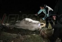 Mataron a tiros a una yegua preñada en la zona de Finca La Cruz en Metan