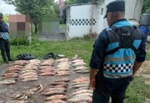 Secuestran 100 sábalos en un control policial en Viñaco en la ruta 68