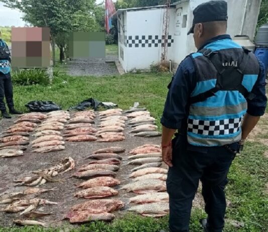 Secuestran 100 sábalos en un control policial en Viñaco en la ruta 68