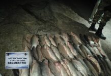 Detienen a dos depredadores con redes y 60 sábalos en San Agustín