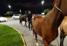 Capturaron otros 13 caballos sueltos en la vía pública