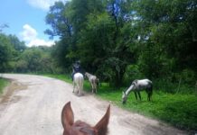 Capturan 26 caballos sueltos en distintas localidades de la Provincia