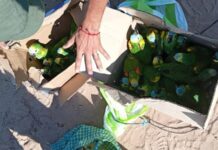 Rescatan 25 loros habladores que transportaban dos hombres en la ruta 34 en Senda Hachada