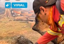Video desgarrador: brigadistas rescataron a un perrito que había sido encadenado en medio del fuego en Chubut
