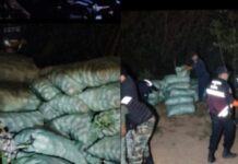 Los agarraron robando limones en Pichanal y quisieron “coimear” a la Policía