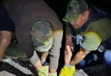 La Policía Rural capturo un pequeño yacaré en la zona de Tres Palmeras en el Rio arenales