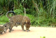 La Yaguareté “Janaína” apareció con dos nuevas crías en el Parque Nacional Iguazú