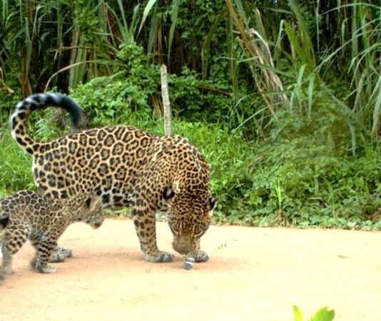 La Yaguareté “Janaína” apareció con dos nuevas crías en el Parque Nacional Iguazú