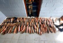 Secuestran 100 sábalos transportados en un auto en la ruta 68 en Viñaco